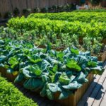 Quelles sont les bonnes raisons d&rsquo;utiliser des engrais naturels dans votre potager ?